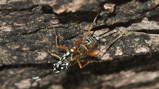 Hopping Wasp Larvae Wrap Themselves in Cocoons of Their Prey